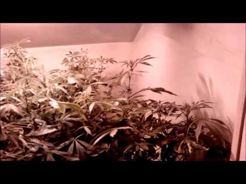 The marijuana closet.