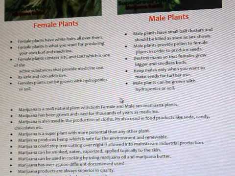 Male Female Marijuana plant guide how to detect spot weed cannabis indoor hydroponics