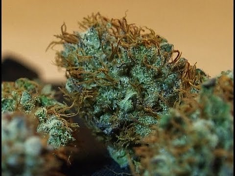 Highjack's Secret Grow Room 