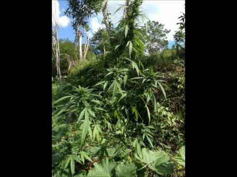 Ganja Weed Marijuana Marie Herbs High Grade Sensimilla Bush Green Plant Kush Hot Grabba