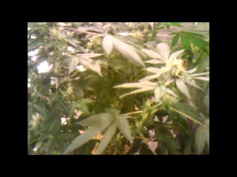 Week 5 Flowering. CFL Grow. Cannabis, cayenne peppers & radish's.