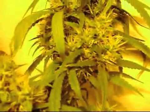 250 Watts HPS Grow Massive Marijuana Plant