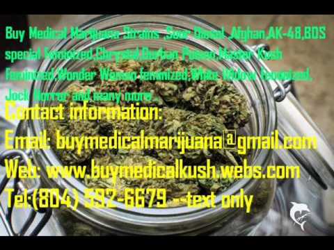 Buy Master Kush /Buy Marijuana Cannabis