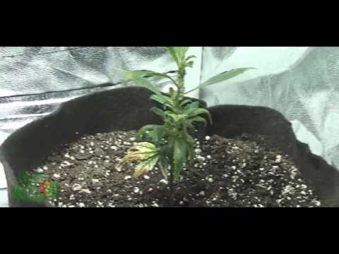 S2 Update & Grow Tent Changes