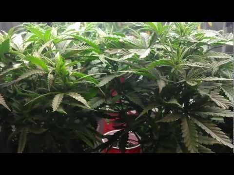 2200 Watt Grow Room (Slide Show/Pics)