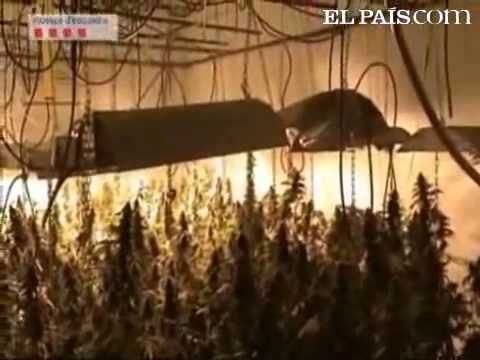 A thousand marijuana plants and 15 kilos of Mary ready for sale. (Spain)