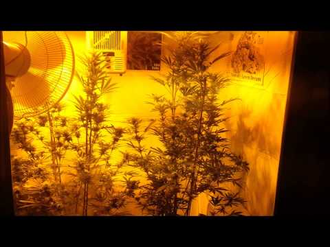 Medical marijuana Stealth Grow Box