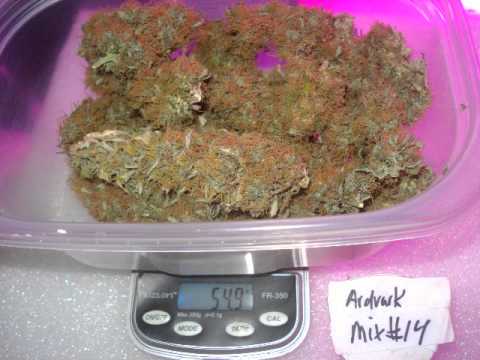 Marijuana Harvest Yield Results Part 2 of 2