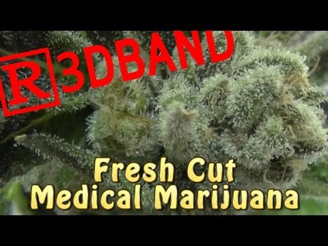 Fresh cut Medical Marijuana