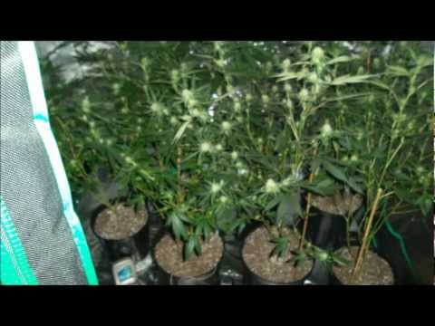 DRY ICE C02 FOR MARIJUANA