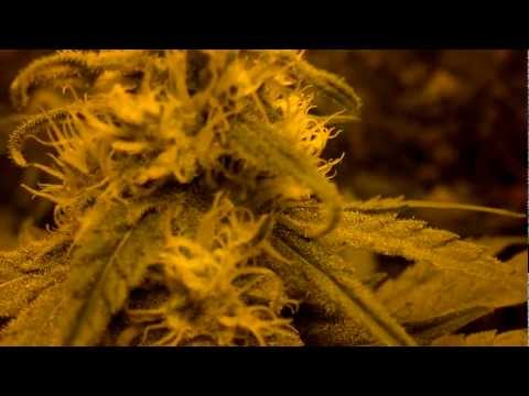 Day 29 plush berry, grape ape bubba kush, grand haze flower room group b