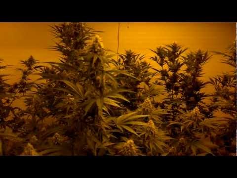 Day 29 plush berry & grand haze 6000 watt flower room canna nutrients update!