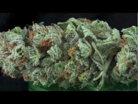 Milehigh Sour Strain Review | PDX Herb Nerd