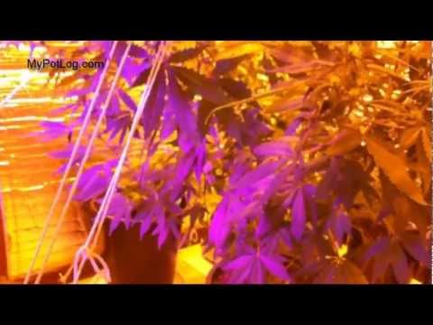 Jan 21 Marijuana Grow Update - Ventilation and Sativa Tie-Down