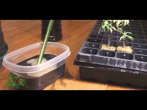 S2 Jellyfish roots rerender