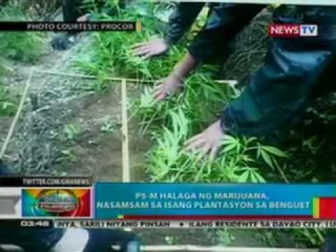 P5-M halaga ng marijuana, nasamsam sa isang plantasyon sa Benguet (HIGHisCOOL.com)
