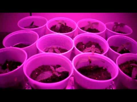 UFO Grow room 2013 Jan