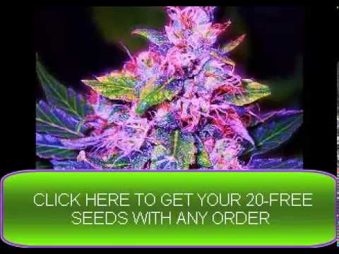 HOW TO BUY MEDICAL MARIJUANA SEEDS (GET 20 FREE) (LINK IN DESCRIPTION)