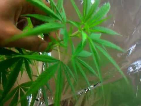 Indoor Marijuana Grow Update Part 2