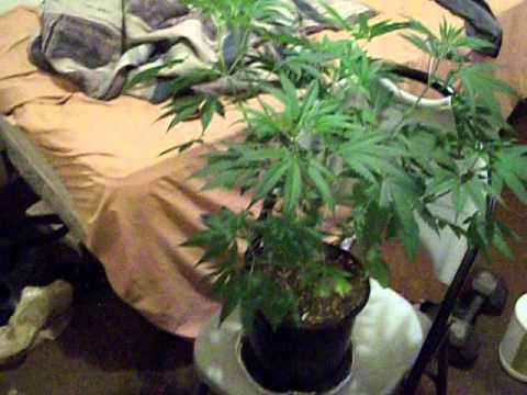 My one month old marijuana plants