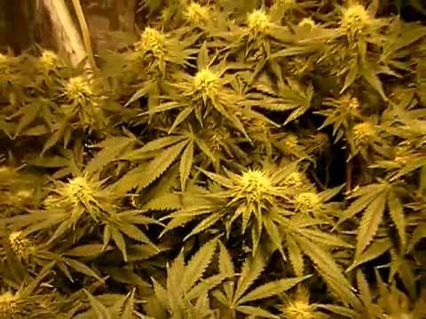 Delvite 2013 - Barneys Farm Critical Kush Day 28 Of 12/12