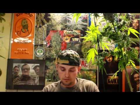 Trimming a Marijuana Plant