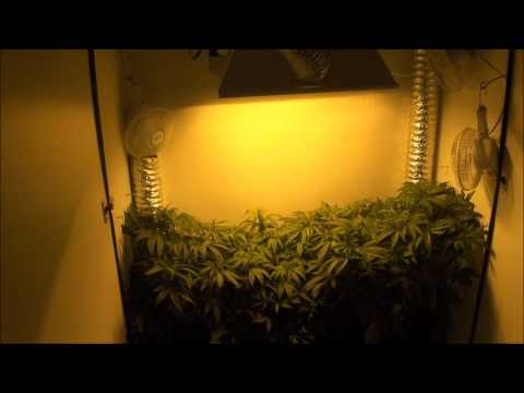 Closet Grow