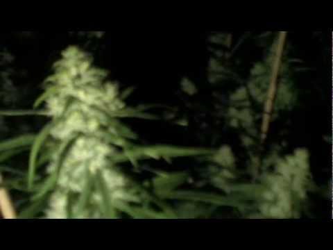 Growing Marijuana Super Silver Haze - week 7 flowering