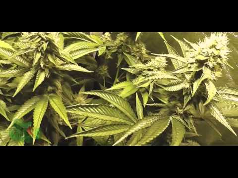 Grow420Guy s2 Showcase