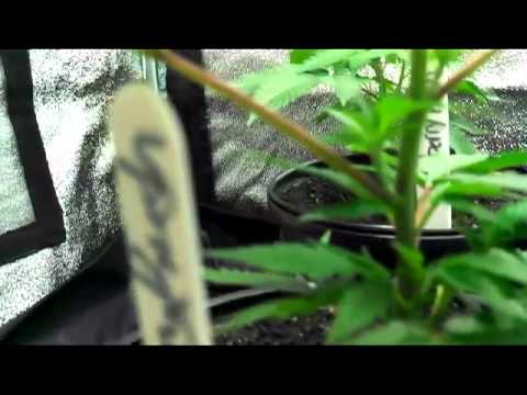 Blackberry Kush Clones