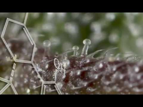 Drugs.Inc Marijuana Nation