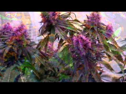 Majik - Marijuana Dreams [Feat. Suttle & Sounds Like Shavon]