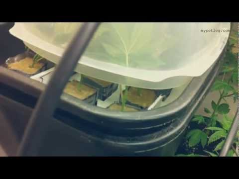 Redneck DWC Cutting Root Bubbler For Marijuana