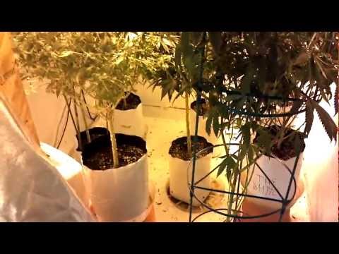 Indoor Soil Grow - Pt.3 Day 15 Flower
