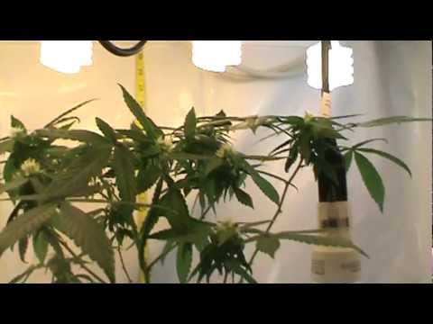 $22.00 grow room bill.