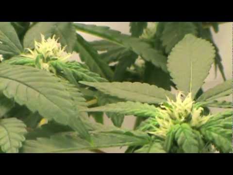 PurpleGod flower update 21 days