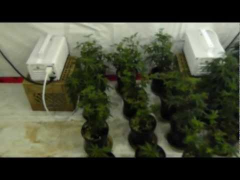 Purple Kush Grow first of 2013 !! Im back BabY !!