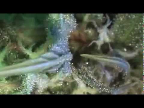 MARIJUANA Truth ! Cannabis Tips ! Weed Info ! Legalizi IT ! Sacramental Sacred Holy Plant !