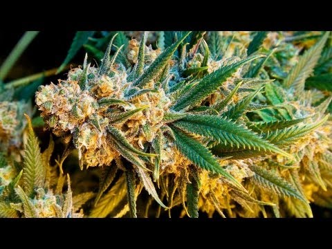 Can You Overdose on Marijuana?