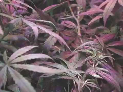 Closet grow room UPDATE V3