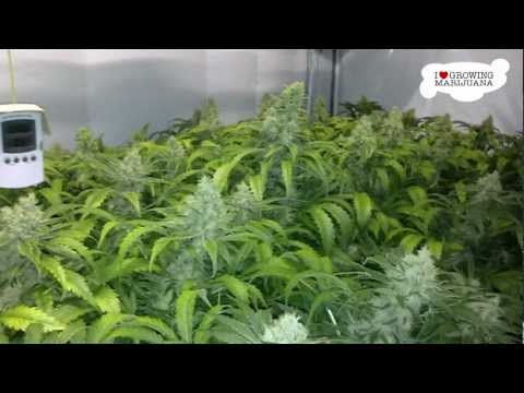 Marijuana Grow Journal - K2