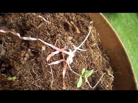 Growing marijuana part 3