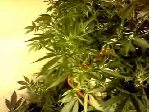 Star 47 Week 1 Flowering Growroom