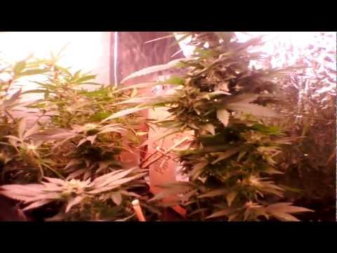 medical marijuana induction grow light!