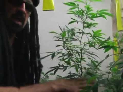 Jorge Cervantes - Ultimate Grow 3 Part 3