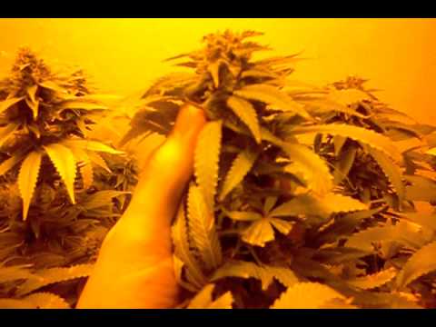 My first grow week 6