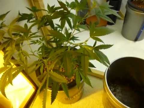 How to Grow DWC Cannabis pt1
