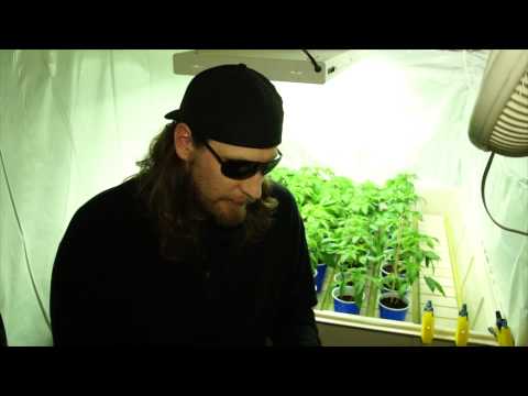 VaderVision - Worm Casting Tea Recipe for Cannabis