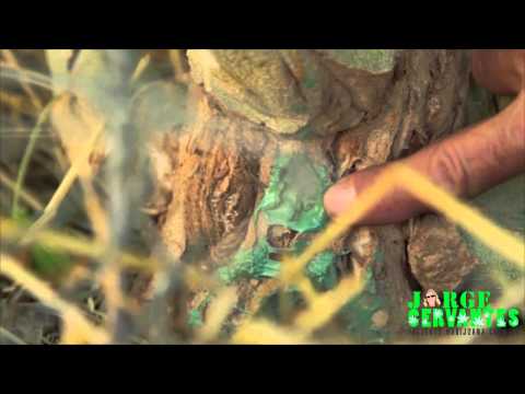 10lbs Plants Have Huge Monster Stems!