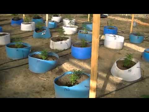 marijuana spring crop part 1